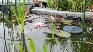 Alles für dem Garten in unserem Gartenmarkt