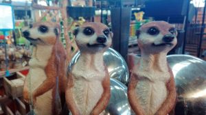 Erdmännchen
